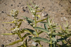 Asclepias erosa