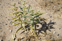 Asclepias erosa
