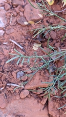 Lomatium graveolens alpinum
