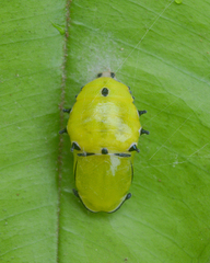 Rhetus arcius thia