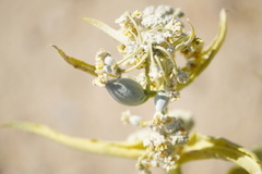 Asclepias erosa
