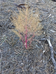 Dysphania graveolens