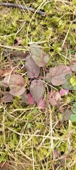 Strobilanthes reptans