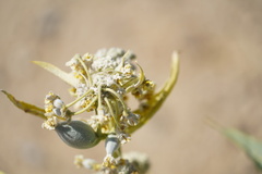 Asclepias erosa