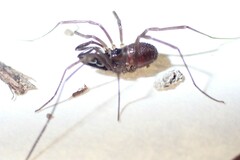 Oskoron spinosus