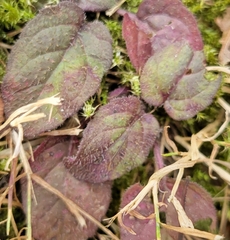 Strobilanthes reptans
