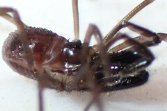 Oskoron spinosus