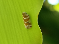 Lophopinae