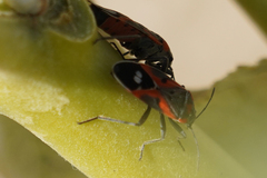 Lygaeus kalmii kalmii