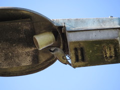 Passer domesticus
