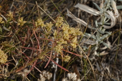 Gutierrezia sarothrae