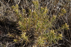 Gutierrezia sarothrae