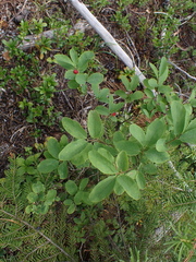 Lonicera utahensis