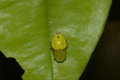 Rhetus arcius thia