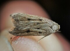 Tachystola acroxantha