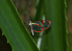 Ithomia agnosia zikani