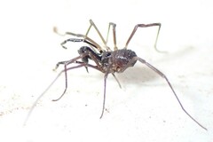Oskoron spinosus