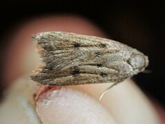 Tachystola acroxantha