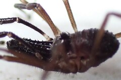 Oskoron spinosus