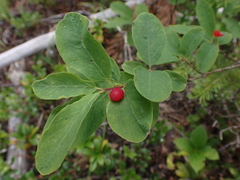 Lonicera utahensis