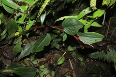 Peperomia sympodialis