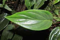 Peperomia sympodialis