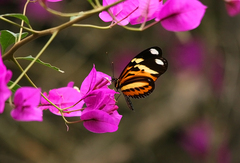 Heliconius ethilla narcaea