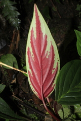 Peperomia sympodialis