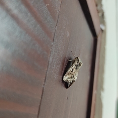 Spodoptera ornithogalli