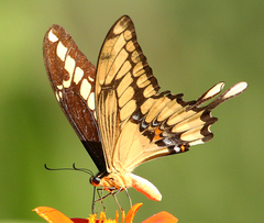 Heraclides thoas brasiliensis