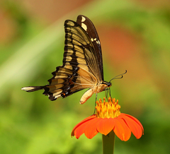 Heraclides thoas brasiliensis