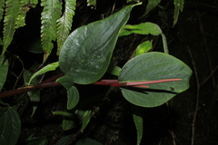 Peperomia sympodialis