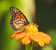 Danaus erippus