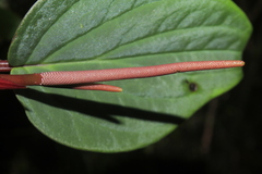 Peperomia sympodialis
