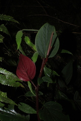 Peperomia sympodialis