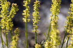 Stackhousia viminea