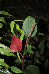 Peperomia sympodialis