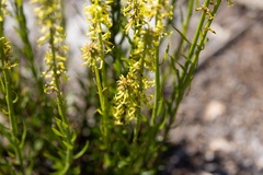 Stackhousia viminea