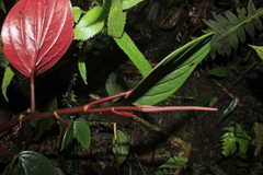 Peperomia sympodialis
