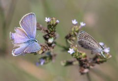 Hemiargus ceraunus