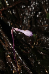 Apteria aphylla