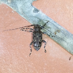 Oedopeza maculatissima