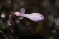 Apteria aphylla