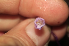 Apteria aphylla