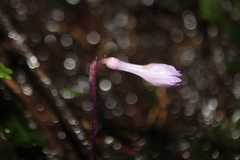 Apteria aphylla