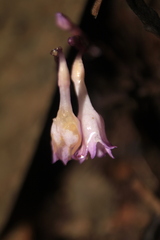 Apteria aphylla