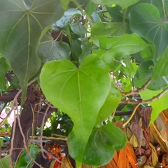 Ficus