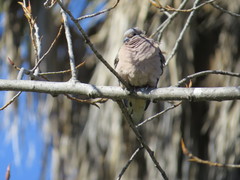 Zenaida auriculata