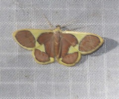 Plutodes cyclaria