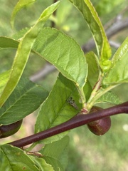 Austrotephritis poenia